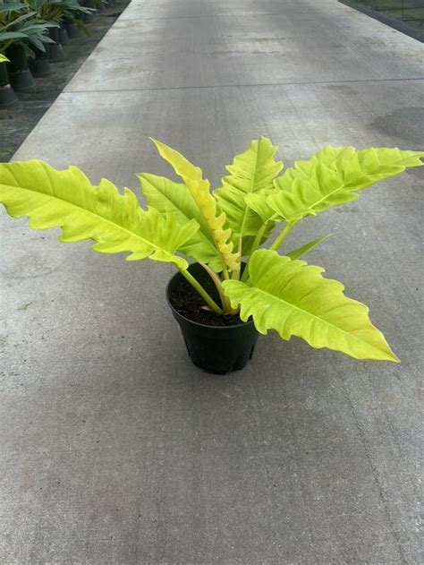 Golden Crocodile Philodendron Mercer Botanicals