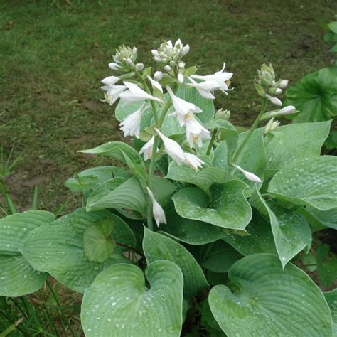 Hosta Plantaginea Grand | Midland Horticulture