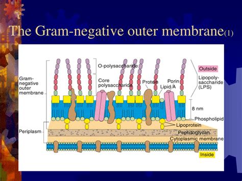 Outer Membrane Of Gram Negative Bacteria