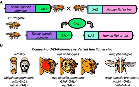 Schematic Of The Gal4 Upstream Activation Sequence Uas System For Download Scientific Diagram