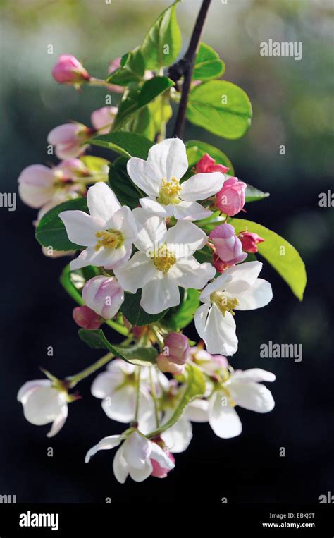 Ornamental Apple Tree Malus Spec Blooming Branch Stock Photo Alamy