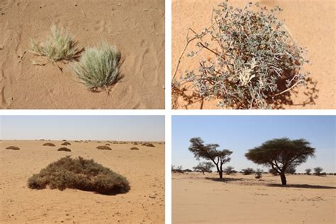 Sahara Desert Plants List