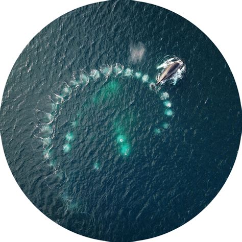 Humpback Whale Teaching Resources - Ocean Life Education