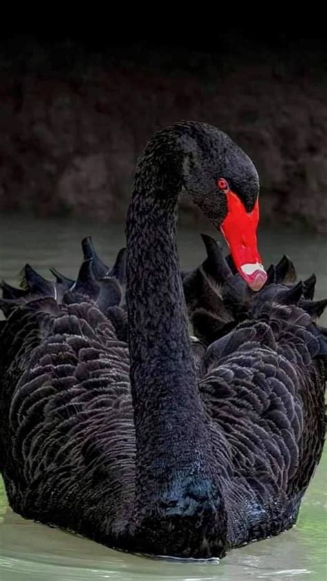 Black Swan Animal