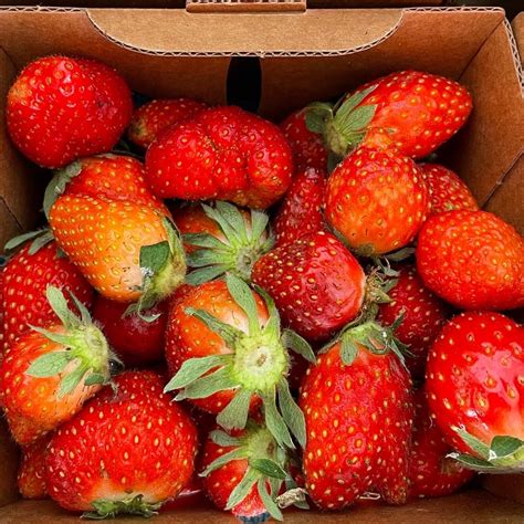 Strawberry Transplant - Happy Hollow Farm