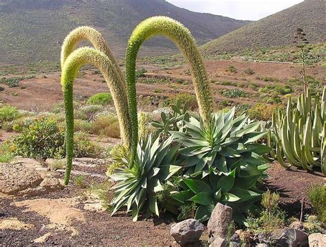 Foxtail agave - 10 seeds — rareplant