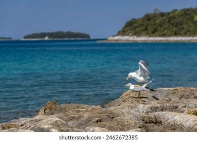 Mating Seagulls Images Stock Photos And Vectors Shutterstock