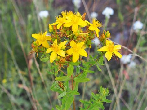 Perforate St John S Wort Hypericum Perforatum Growing Guides