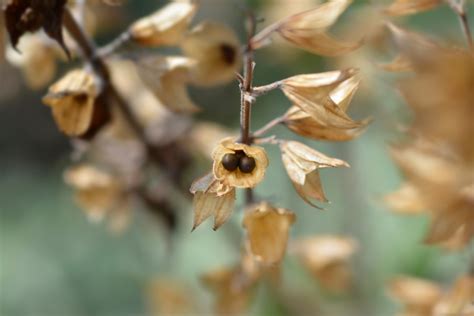 How To Start Sage Seeds | Storables