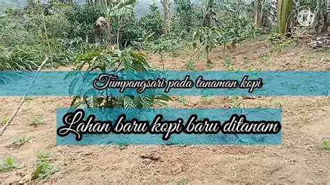 Tumpang Sari Cabe Rawit Dan Kacang Tanah Pada Kopi Baru Part Kopi