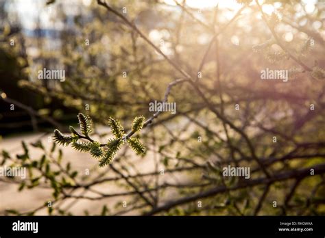 Spring Nature Background With Pussy Willow Branches Rural Landscape In