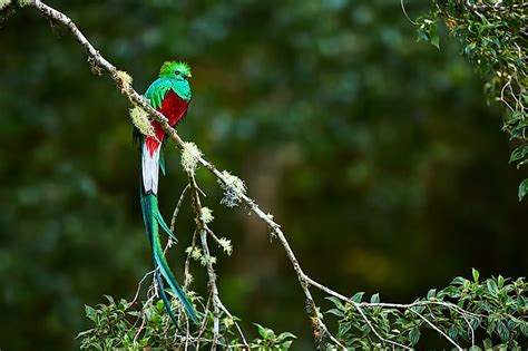 What Is The National Bird Of Guatemala Worldatlas