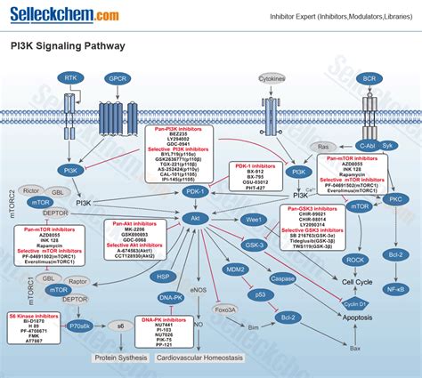 Pi K Akt Mtor Pathway And Cross Talk With Other Signali Open I Images