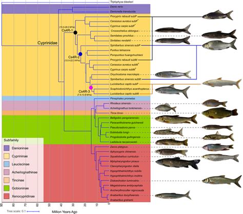 Phylogeny and divergence time of fishes within the Cyprinidae ...