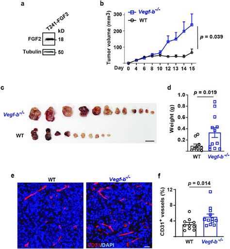 Vegf B Inhibits Fgf2 Overexpressing Tumor Growth And Tumor Download Scientific Diagram