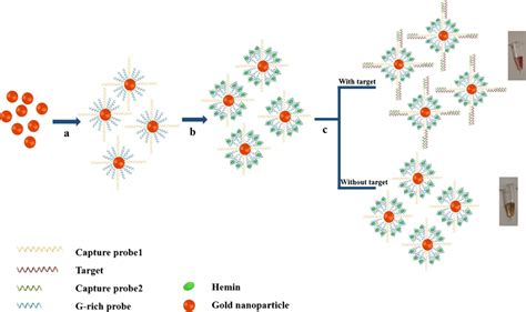 Illustration Of Present Method For Colorimetric Detection Of Mirna