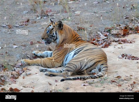 Male Bengal Tiger Panthera Tigris Tigris Resting Bandhavgarh National Park Madhya Pradesh