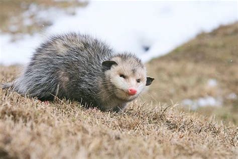 30+ Possum Snow Mammal Animals In The Wild Stock Photos, Pictures ...