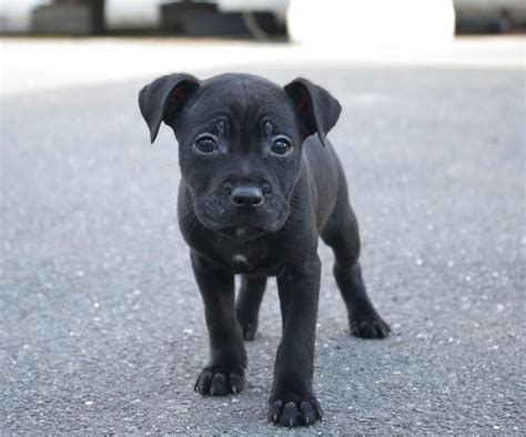 Patterdale Terrier Puppies - Patterdale Terrier Dog Breed Pictures ...