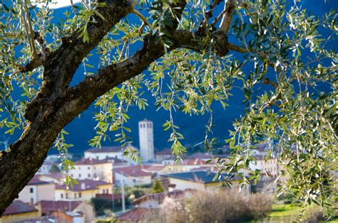 Lolivicoltura A Pove Del Grappa Associazione Nazionale Citt Dell Olio