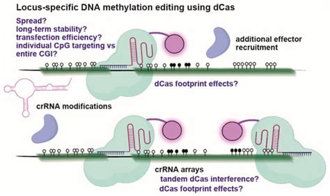 Biomolecules Free Full Text Transgenerational Epigenetic DNA