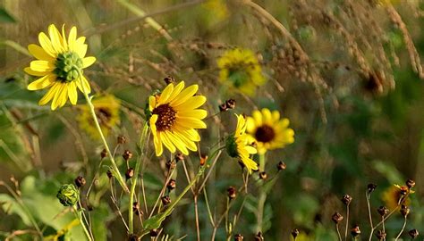 Native Plants of the Texas Coastal Plains | Sciencing