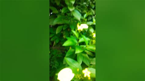 Zs Garden Garden Plants Outdoorplants Shortvideo Shorts Youtube