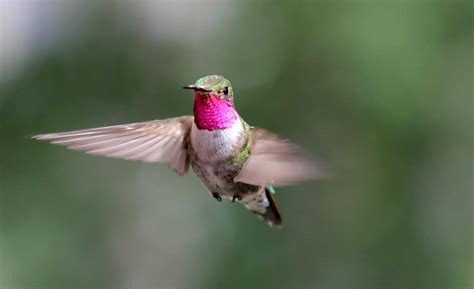 hummingbirds    rainbow