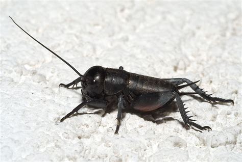 Gryllus campestris nymph02 - Gryllus campestris - Wikimedia Commons ...