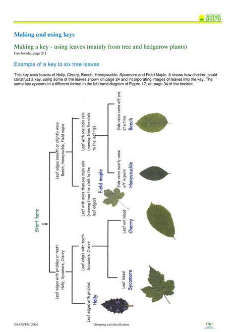 Euphorbiaceae Description Taxonomy Examples Britannica