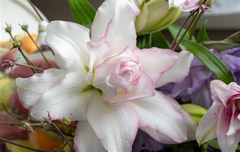 16 Types Of White Lilies Name And Pictures — Identification Guide
