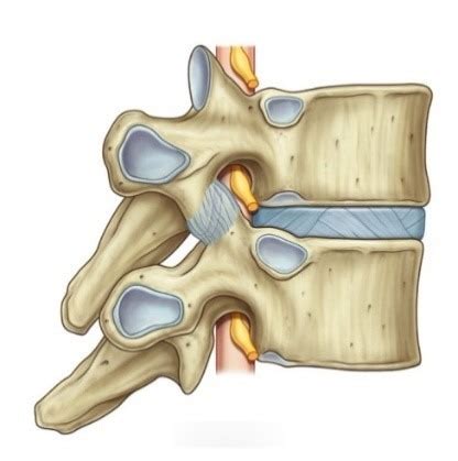 Human Anatomy 1 - Intervertebral Foramina Diagram | Quizlet