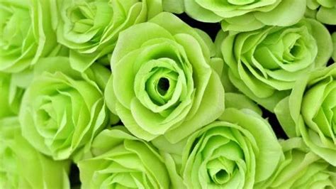 Well Watered Rosa Green Rose Plants For Garden Packaging Type Carton