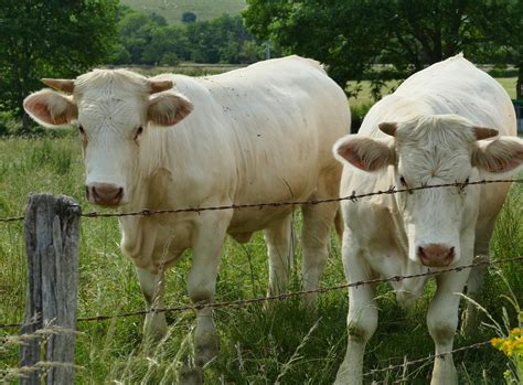 Bourgogne On The Road From Dijon To Montbard HEN Magonza Flickr