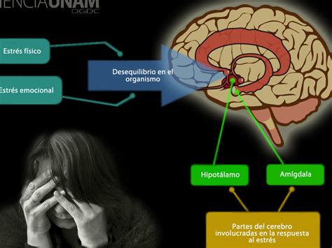 El estrés puede engordar cómo afecta nuestra alimentación Todo Engorda