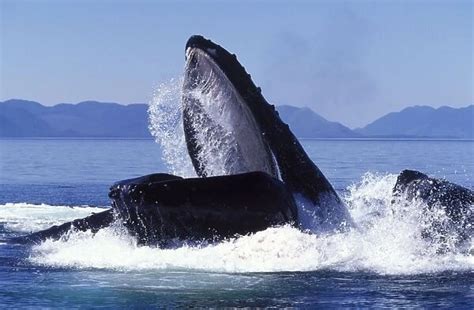 Humpback Whale Cooperative Feeding Bubble Net Feeding