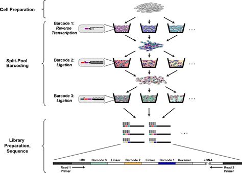 Prokaryotic Single Cell Rna Sequencing By In Situ Combinatorial