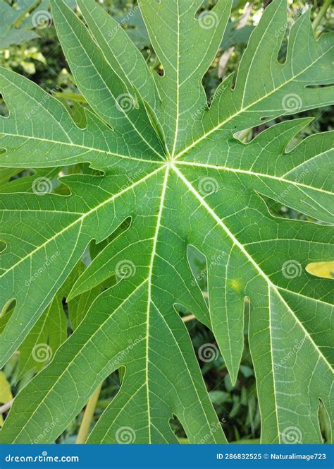 Fresh papaya leaves stock image. Image of fresh, fruit - 286832525