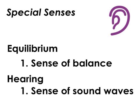 Lec Special Senses Hearing Equilibrium Flashcards Quizlet