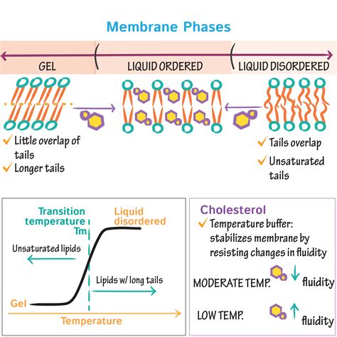 General Biology Glossary Membrane Fluidity Ditki Medical