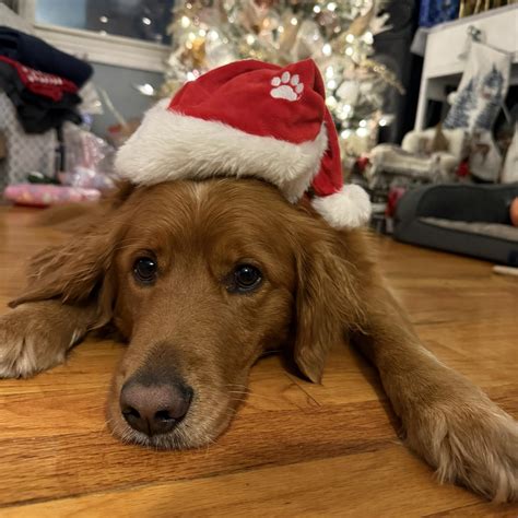 New York State Bird Photographers