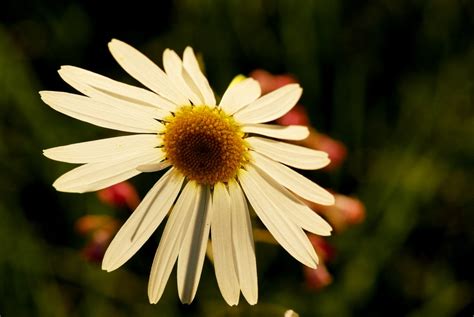 Bakgrundsbilder Natur Vit Fotografi Kronblad Botanik Gul Flora