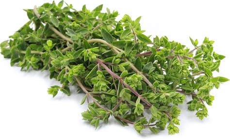 Marjoram Information And Facts