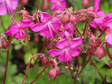 GERANIUM SUMMER Kuća biljaka