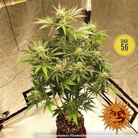 ! PINEAPPLE EXPRESS AUTO™ Autoflowering Cannabis Seeds | BARNEYS FARM®