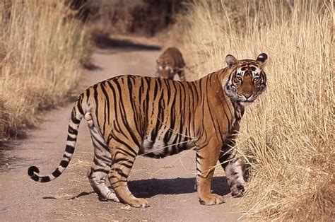 Bengal Indian Tiger Large Male Ranthambhore National