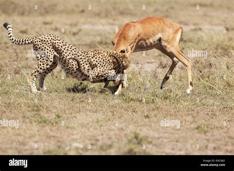 Cheetah in his habitat Stock Photo - Alamy