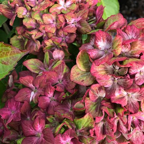 Hydrangea Macrophylla Glam Rock Hydrangea Glam Rock Uploaded By