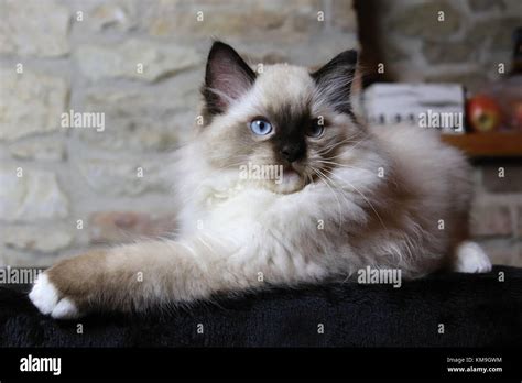 Ragdoll kittens, blue eyed kittens Stock Photo - Alamy