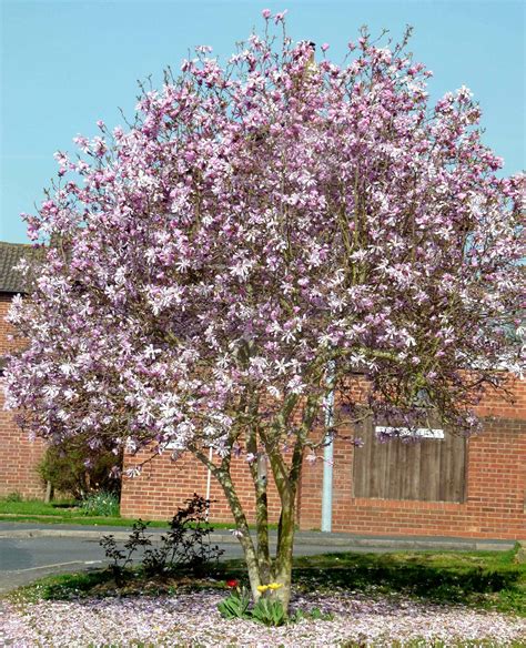 Magnolia X Loebneri Leonard Messel Pépinière Cramer Inc